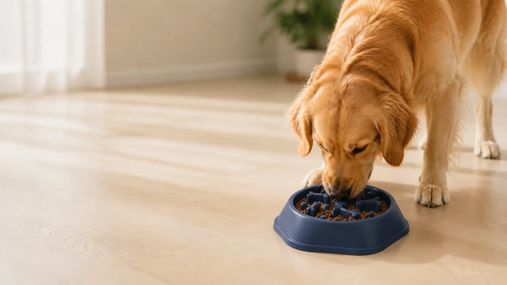 The slow feeder bowl.